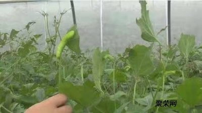 豆蟲養(yǎng)殖網(wǎng)